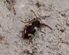 Ptinus sexpunctatus - Flickr - Bennyboymothman by Ben Sale from UK. Used under a CC BY 2.0 license.