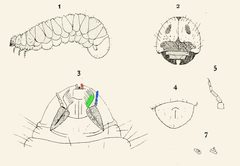 Ptinus sexpunctatus larva by Nicolas. Used under a Public domain license.