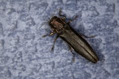 Agrilus anxius 1326203 by Whitney Cranshaw, Colorado State University. Used under a CC BY 3.0 us license.