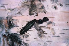 Agrilus anxius 1398032 by Steven Katovich, USDA Forest Service. Used under a Public domain license.