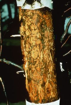 Agrilus anxius 5033040 by Joseph O'Brien, USDA Forest Service. Used under a Public domain license.