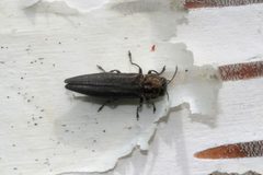 Agrilus anxius 5209033 by Whitney Cranshaw, Colorado State University. Used under a CC BY 3.0 us license.