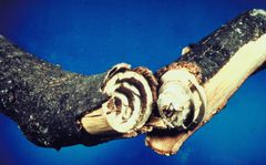 Agrilus arcuatus torquatus 0284073 by James Solomon, USDA Forest Service. Used under a Public domain license.