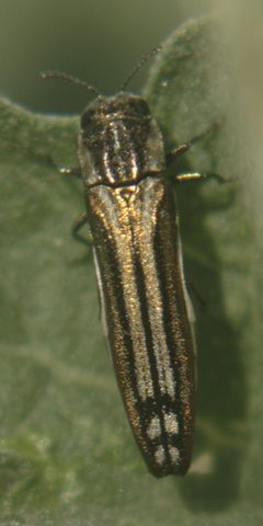 Agrilus aureus dorsal1 by JerryFriedman. Used under a CC BY-SA 3.0 license.