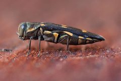 Agrilus auroguttatus by Mike Lewis. Used under a CC BY 3.0 license.
