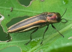 Agrilus concinnus P1280638b by 
xpda. Used under a CC BY-SA 4.0 license.