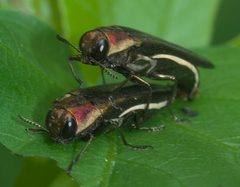 Agrilus concinnus P1280648b by 
xpda. Used under a CC BY-SA 4.0 license.