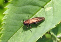 Agrilus cuprescens by Jacy Lucier. Used under a CC BY-SA 4.0 license.