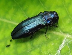 Agrilus cyanescens by Jacy Lucier. Used under a CC BY-SA 4.0 license.