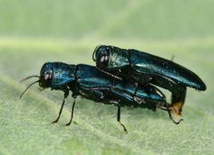 Agrilus cyanescens 293411362 by Gilles San Martin. Used under a CC BY-SA 4.0 license.