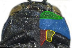 Agrilus cyanescens detail1 by Siga. Used under a CC BY-SA 3.0 license.