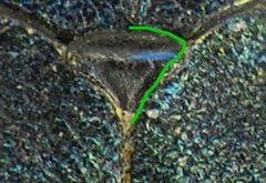 Agrilus cyanescens detail6 by Siga. Used under a CC BY-SA 3.0 license.
