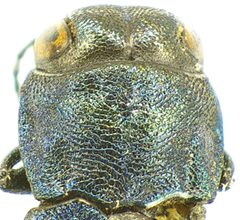 Agrilus cyanescens detail7 by Siga. Used under a CC BY-SA 3.0 license.