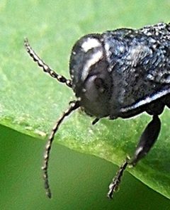 Agrilus cyanescens head by Siga. Used under a CC BY-SA 3.0 license.