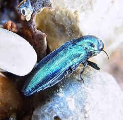 Agrilus cyanescens natur by Siga. Used under a CC BY-SA 3.0 license.