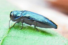 Agrilus cyanescens side by Siga. Used under a CC BY-SA 3.0 license.