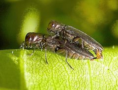 Agrilus derasofasciatus couple by Siga. Used under a CC BY-SA 3.0 license.