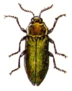 Agrilus.hyperici.-.calwer.24.13 by Emil Hochdanz
. Used under a Public domain license.