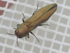 Agrilus lacustris by Sam Kieschnick. Used under a CC BY 4.0 license.