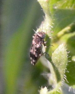Agrilus lecontei by Sesamehoneytart. Used under a CC BY-SA 4.0 license.