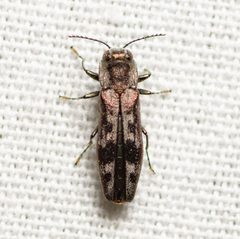 Agrilus lecontei ssp. celticola by Justin Williams. Used under a CC BY 4.0 license.