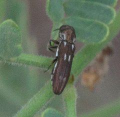 Agrilus paraimpexus P1080921a by 
xpda. Used under a CC BY-SA 4.0 license.