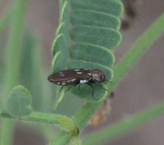Agrilus paraimpexus P1080922a by 
xpda. Used under a CC BY-SA 4.0 license.