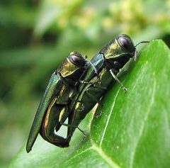Agrilus planipennis by Jacy Lucier. Used under a CC BY-SA 4.0 license.