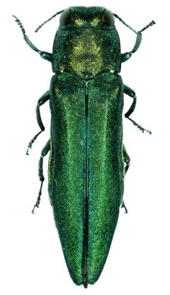 Agrilus planipennis 001 by Pennsylvania Department of Conservation and Natural Resources - Forestry Archive. Used under a CC BY 3.0 us license.