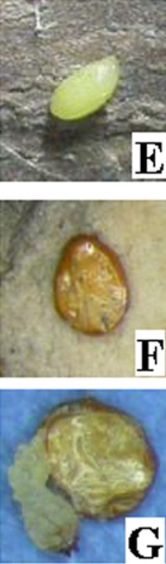 Agrilus planipennis egg cycle by Wang, et al.. Used under a CC BY 3.0 license.