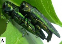 Agrilus planipennis mating by Wang, et al.. Used under a CC BY 3.0 license.
