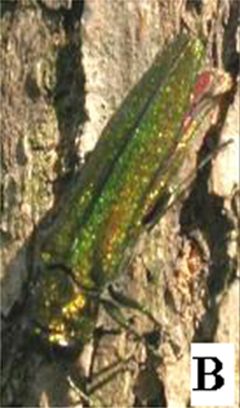 Agrilus planipennis oviposition by Wang, et al.. Used under a CC BY 3.0 license.