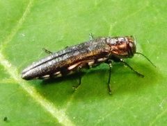 Agrilus quadriguttatus by Ken Kneidel. Used under a CC0 license.