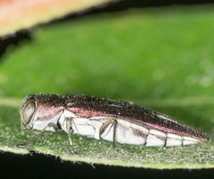 Agrilus quadriguttatus ssp. niveiventris by Jesse Rorabaugh. Used under a CC0 license.