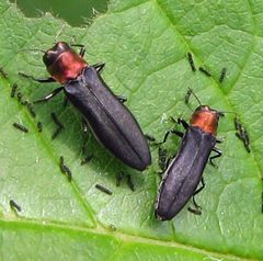 Agrilus ruficollis by Jacy Lucier. Used under a CC BY-SA 4.0 license.