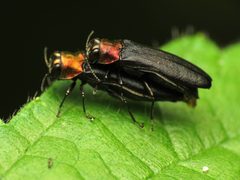 Red-necked Cane Borers Mating - Flickr - treegrow by Katja Schulz from Washington, D. C., USA. Used under a CC BY 2.0 license.