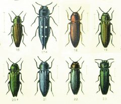 Agrilus by Reitter. Used under a Public domain license.