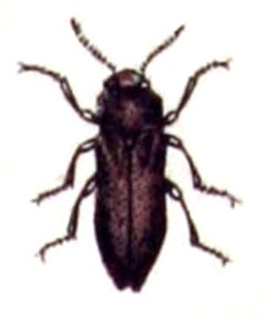Agrilus.sinuatus.-.calwer.24.07 by Emil Hochdanz
. Used under a Public domain license.