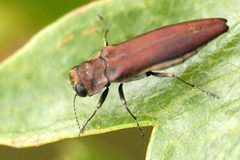 Agrilus.sinuatus.-.lindsey by James K. Lindsey. Used under a CC BY-SA 3.0 license.