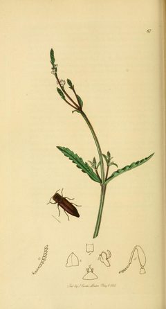 Britishentomologyvolume2Plate67 by John Curtis
. Used under a Public domain license.