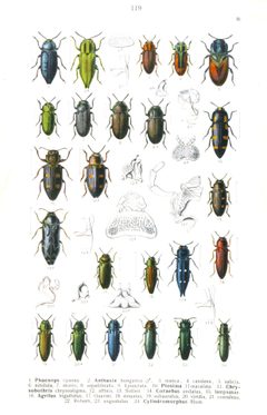 Reitter-1911-plate119 by Edmund Reitter
. Used under a Public domain license.