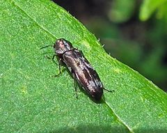 Agrilus subcinctus by Jacy Lucier. Used under a CC BY-SA 4.0 license.