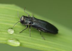 2021 05 16 Agrilus sulcicollis 1a by Slimguy. Used under a CC BY 4.0 license.