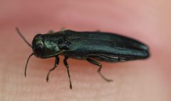 2021 05 16 Agrilus sulcicollis 1b by Slimguy. Used under a CC BY 4.0 license.
