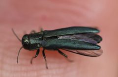2021 05 16 Agrilus sulcicollis 1c by Slimguy. Used under a CC BY 4.0 license.