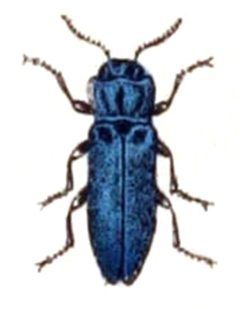 Agrilus.sulcicollis.-.calwer.24.11 by Emil Hochdanz
. Used under a Public domain license.