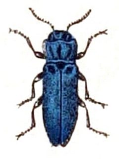 Agrilus sulcicollis by Emil Hochdanz
. Used under a Public domain license.