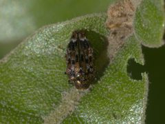 Brachys ovatus P1030976a by 
xpda. Used under a CC BY-SA 4.0 license.