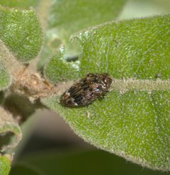 Brachys ovatus P1030978a by 
xpda. Used under a CC BY-SA 4.0 license.