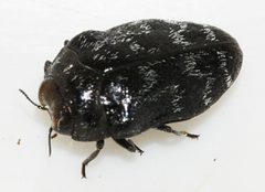 Trachys-minutus-02-fws by Francisco Welter-Schultes. Used under a CC0 license.